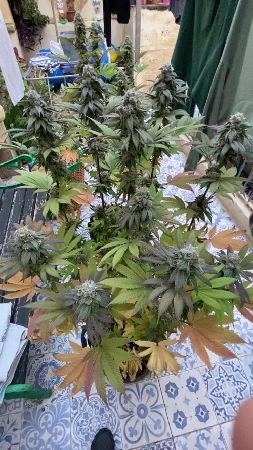 Punch Pie - Kritikal Bilbo - Candygaz