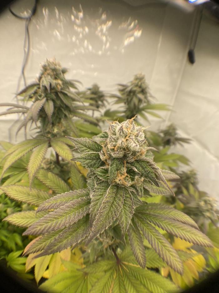 Punch Pie - Kritikal Bilbo - Candygaz. Week 19