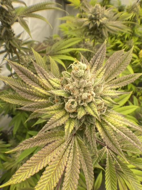 Punch Pie - Kritikal Bilbo - Candygaz. Week 20