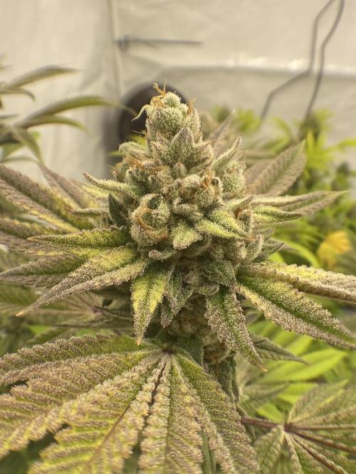 Punch Pie - Kritikal Bilbo - Candygaz. Week 20