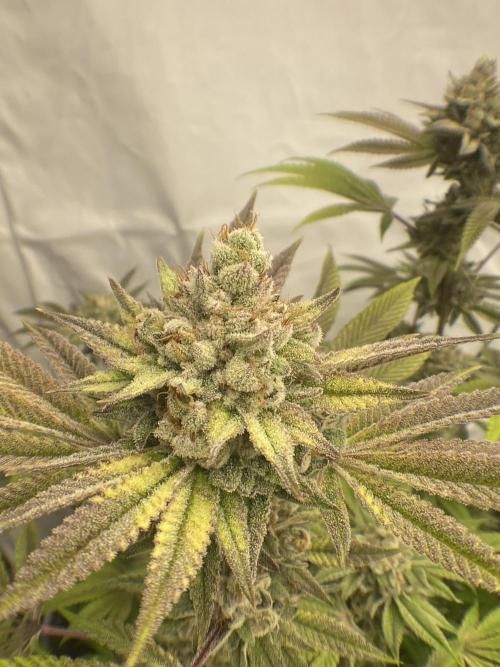 Punch Pie - Kritikal Bilbo - Candygaz. Week 20
