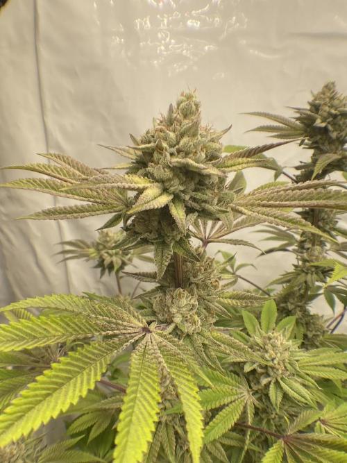 Punch Pie - Kritikal Bilbo - Candygaz. Week 20