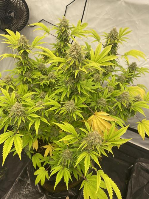 Punch Pie - Kritikal Bilbo - Candygaz. Week 19