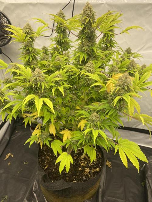 Punch Pie - Kritikal Bilbo - Candygaz. Week 19