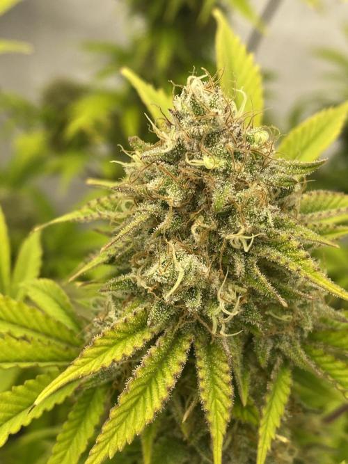 Punch Pie - Kritikal Bilbo - Candygaz. Week 19