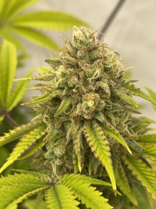 Punch Pie - Kritikal Bilbo - Candygaz. Week 19