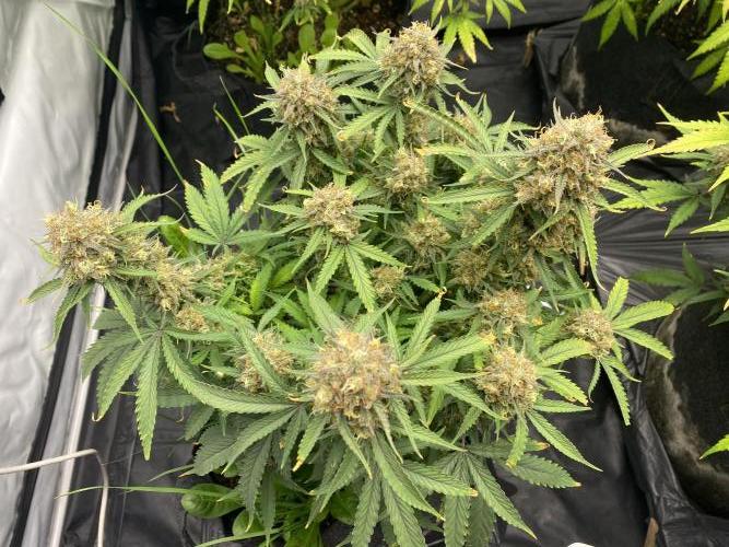 Z-UP Fast buds - 1st Autos. Week 12