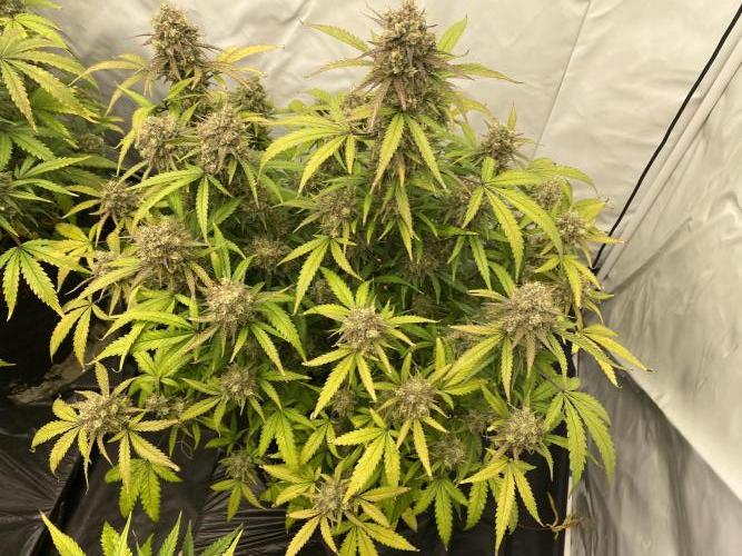 Z-UP Fast buds - 1st Autos. Week 12