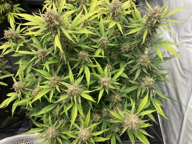 Z-UP Fast buds - 1st Autos. Week 12