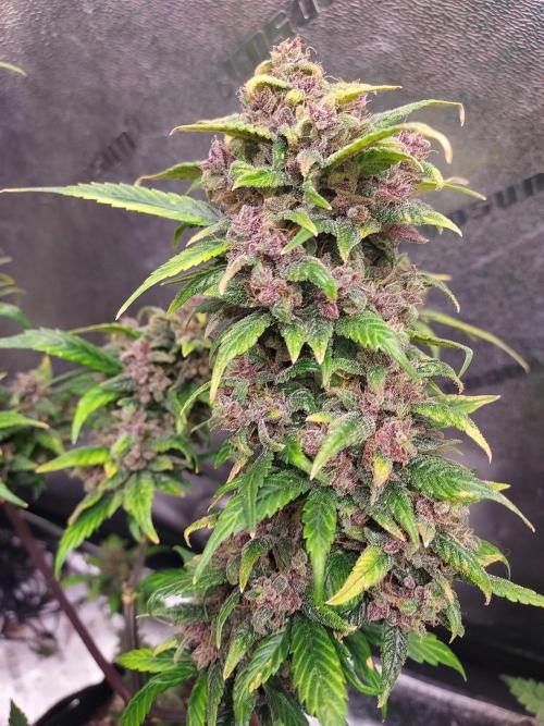 Mix pack auto run from 42 fast buds. Week 10