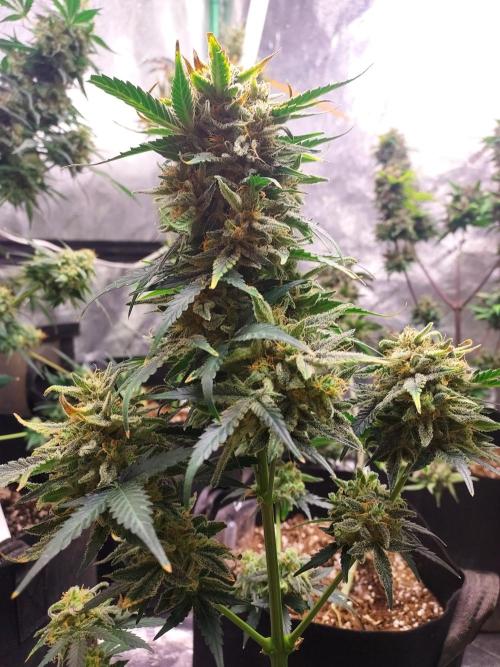 Mix pack auto run from 42 fast buds. Week 10 - amnesia zkittles      plant