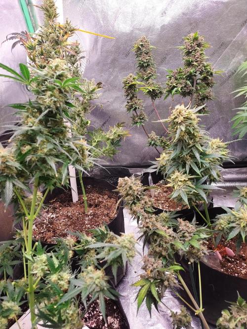 Mix pack auto run from 42 fast buds. Week 10
