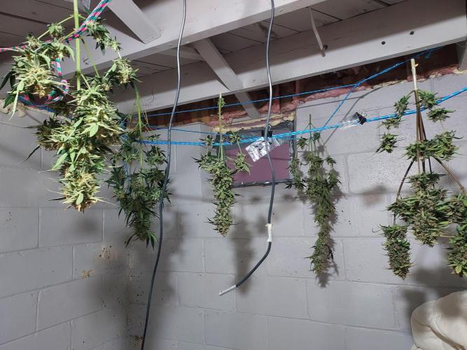 Mix pack auto run from 42 fast buds. Week 10