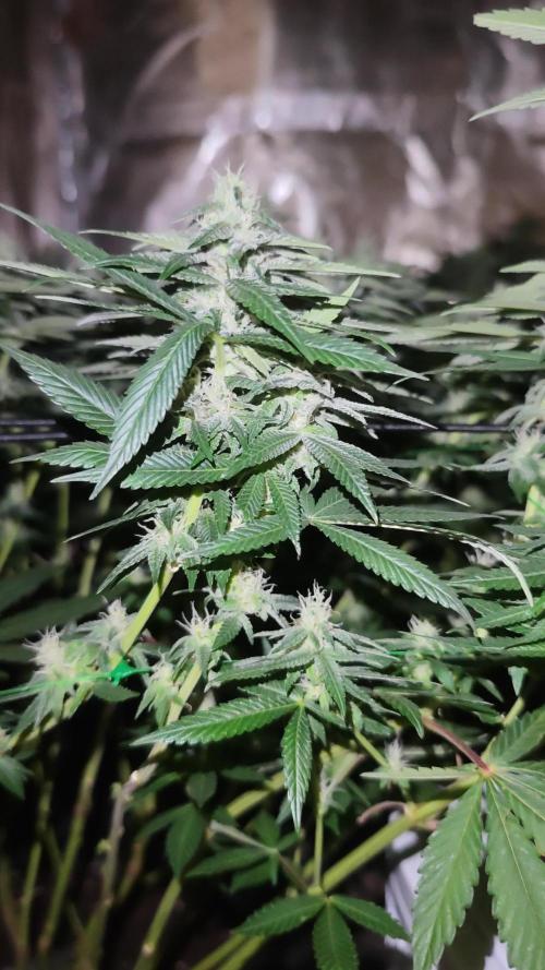 Bunch of (mostly) sativa ladies