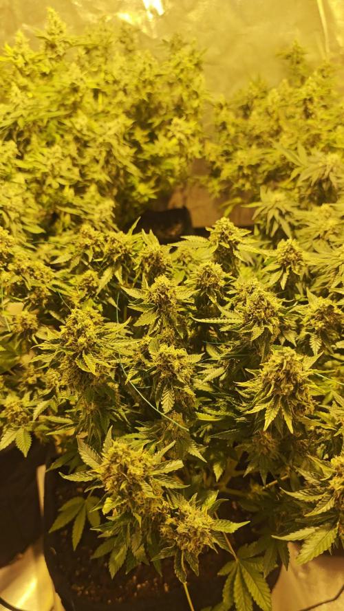 Bunch of (mostly) sativa ladies