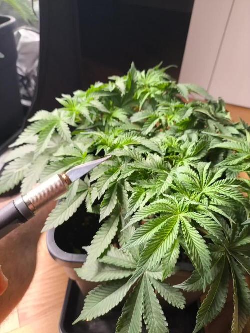 GMO COOKIES & RUNTZ x LAYER CAKE