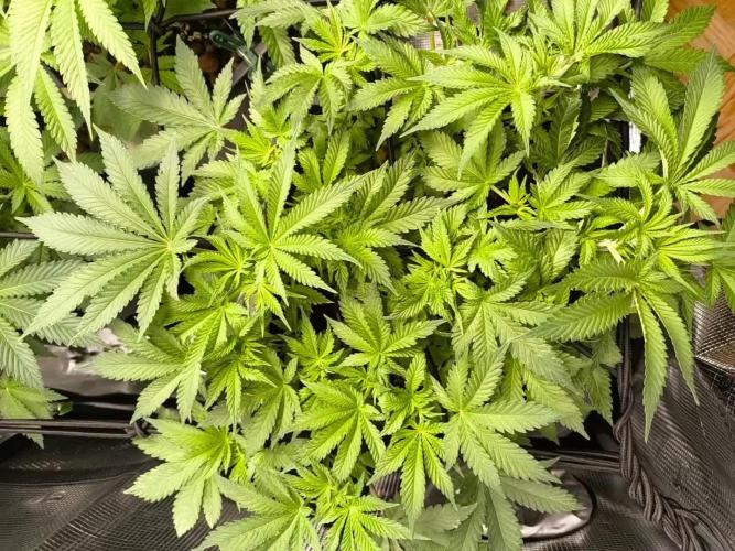 GMO COOKIES & RUNTZ x LAYER CAKE