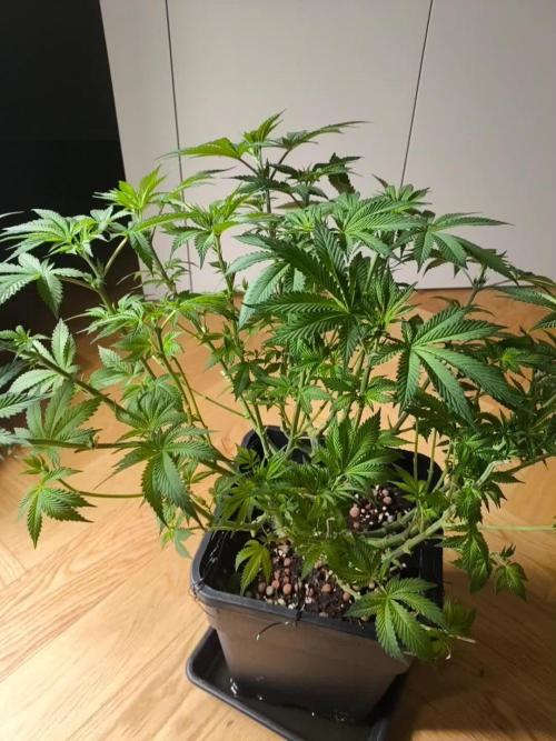 GMO COOKIES & RUNTZ x LAYER CAKE