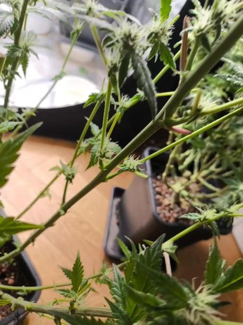 GMO COOKIES & RUNTZ x LAYER CAKE