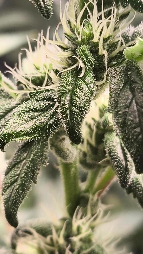 GMO COOKIES & RUNTZ x LAYER CAKE