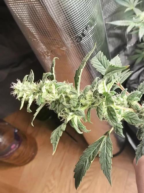 GMO COOKIES & RUNTZ x LAYER CAKE