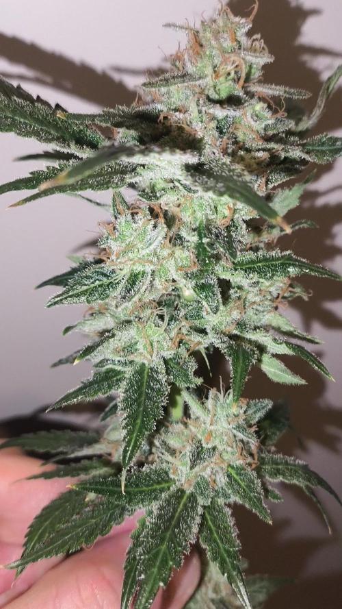 GMO COOKIES & RUNTZ x LAYER CAKE