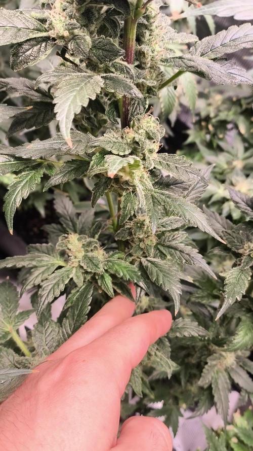 GMO COOKIES & RUNTZ x LAYER CAKE