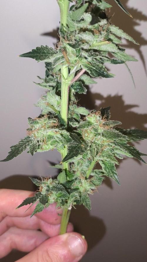 GMO COOKIES & RUNTZ x LAYER CAKE