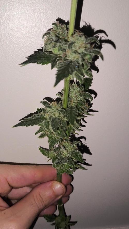 GMO COOKIES & RUNTZ x LAYER CAKE