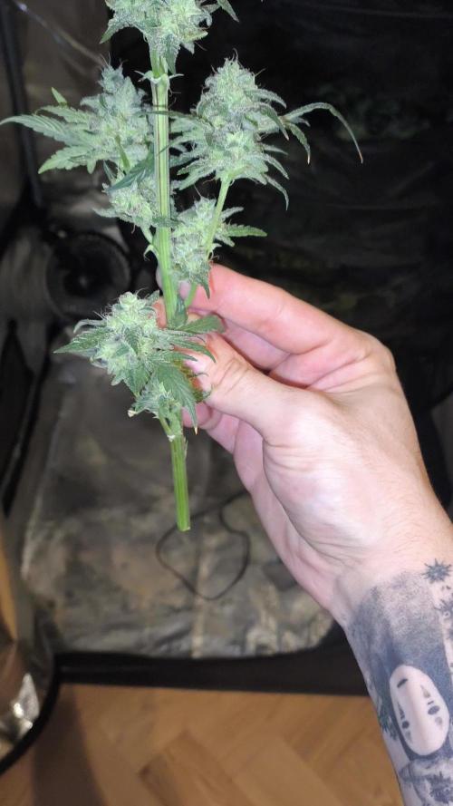 GMO COOKIES & RUNTZ x LAYER CAKE