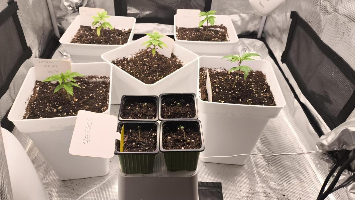 +6 STRAIN AND GO FOR CLONES. Week 0 - Primo giorno per le piccole