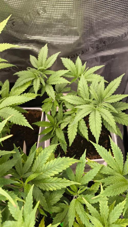 +6 STRAIN AND GO FOR CLONES. Week 5