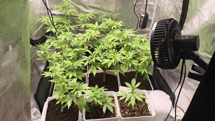 +6 STRAIN AND GO FOR CLONES. Week 5