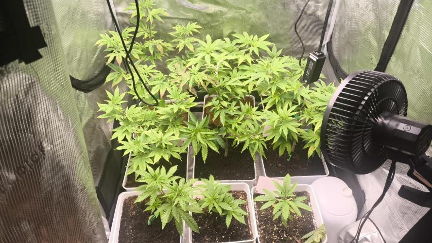 +6 STRAIN AND GO FOR CLONES. Week 5