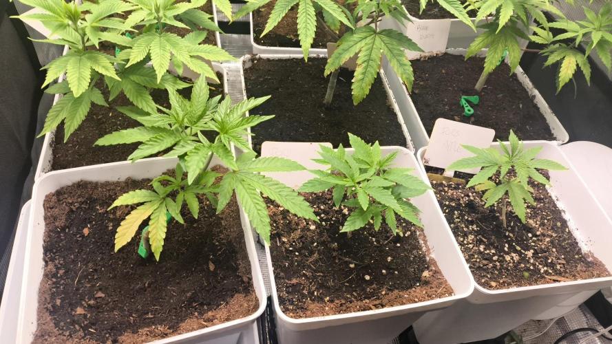 +6 STRAIN AND GO FOR CLONES. Week 5