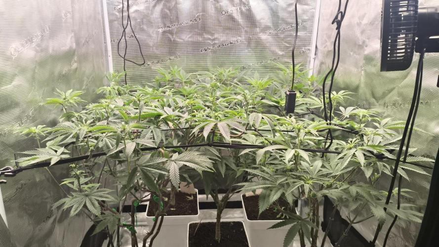 +6 STRAIN AND GO FOR CLONES. Week 8