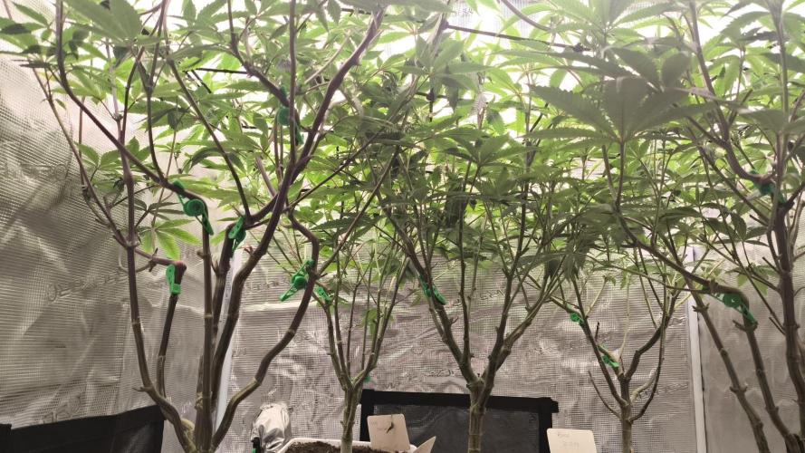 +6 STRAIN AND GO FOR CLONES. Week 8