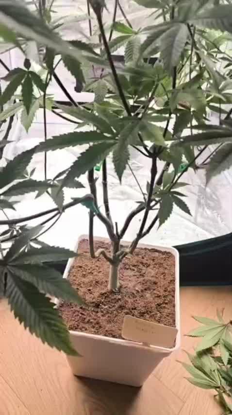 +6 STRAIN AND GO FOR CLONES