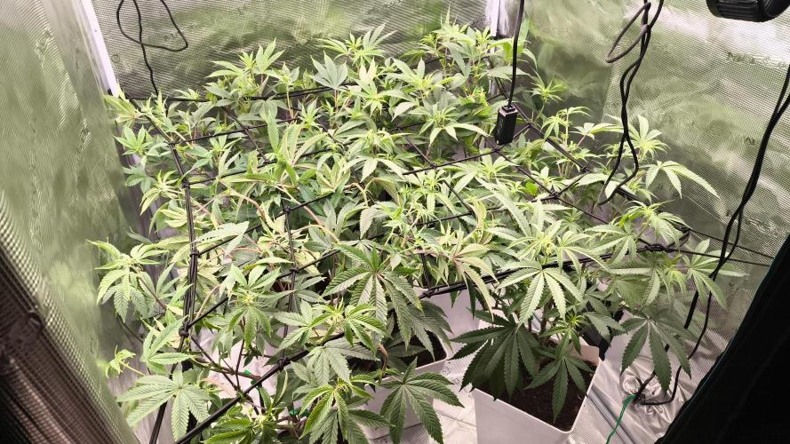 +6 STRAIN AND GO FOR CLONES. Week 8