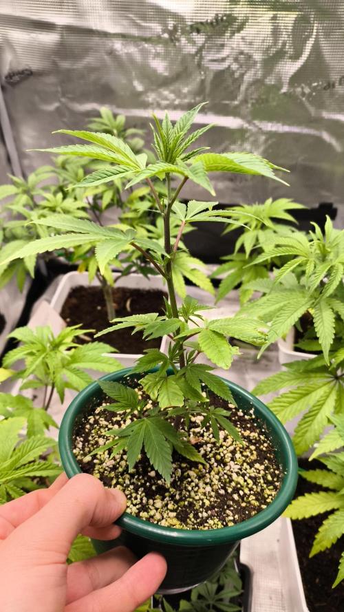 +6 STRAIN AND GO FOR CLONES. Week 8