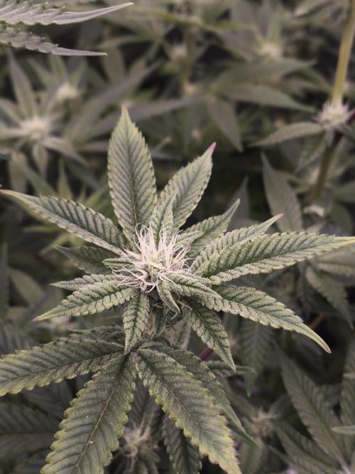 +6 STRAIN AND GO FOR CLONES. Week 11