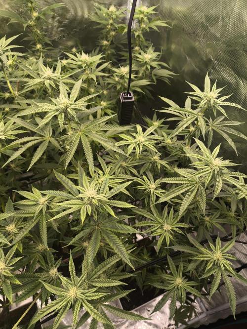 +6 STRAIN AND GO FOR CLONES. Week 11