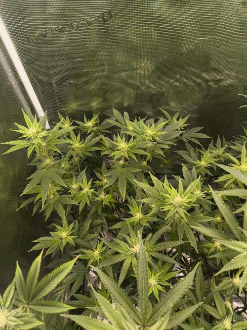 +6 STRAIN AND GO FOR CLONES. Week 11
