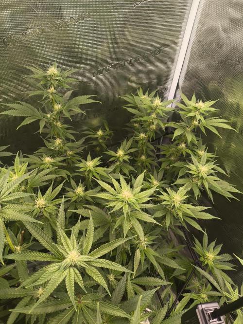 +6 STRAIN AND GO FOR CLONES. Week 11