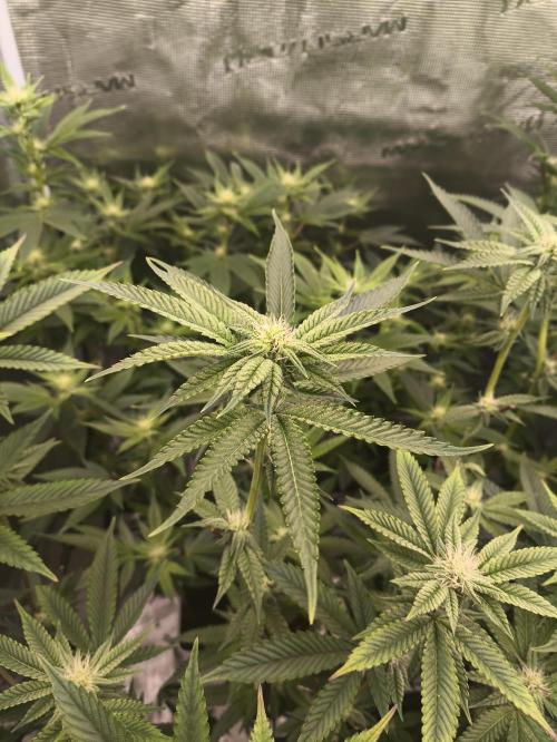 +6 STRAIN AND GO FOR CLONES. Week 11
