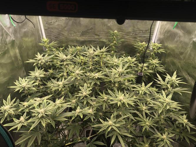 +6 STRAIN AND GO FOR CLONES. Week 11