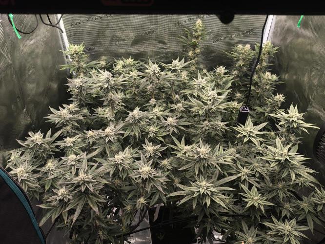+6 STRAIN AND GO FOR CLONES. Week 14