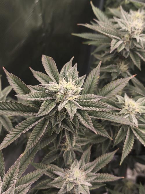 +6 STRAIN AND GO FOR CLONES. Week 14