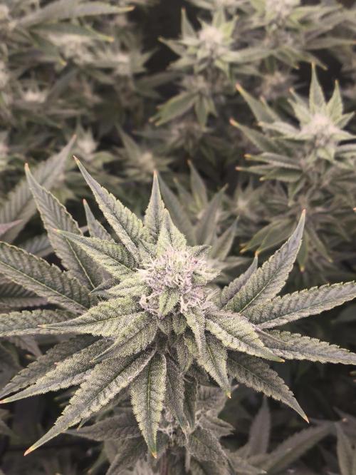 +6 STRAIN AND GO FOR CLONES. Week 14