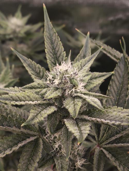 +6 STRAIN AND GO FOR CLONES. Week 14